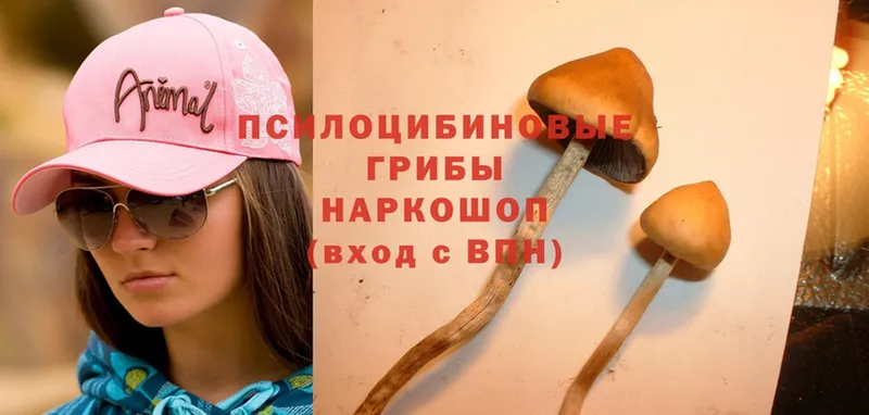 Псилоцибиновые грибы Psilocybine cubensis  Дятьково 